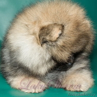 Померанский карликовый шпиц. Породные малыши от питомника "Лаки Шарм"  - Изображение #4, Объявление #847998