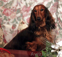 Щенки длинношерстной таксы - Изображение #6, Объявление #1189949