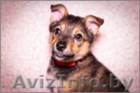 Очаровательная Джуси ищет дом - Изображение #2, Объявление #1197530