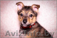 Очаровательная Джуси ищет дом - Изображение #4, Объявление #1197530