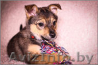 Очаровательная Джуси ищет дом - Изображение #1, Объявление #1197530