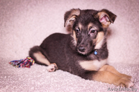 Очаровательные братик с сестричкой ищут дом - Изображение #2, Объявление #1192193