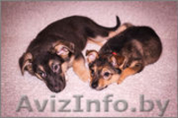 Очаровательная Джуси ищет дом - Изображение #3, Объявление #1197530