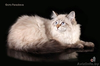 Замечательный подарок к Новому году – котенок ! - Изображение #1, Объявление #1191113