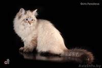 Замечательный подарок к Новому году – котенок ! - Изображение #2, Объявление #1191113