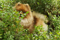 Померанский карликовый шпиц. Породные малыши от питомника "Лаки Шарм"  - Изображение #2, Объявление #847998