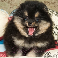 Померанский карликовый шпиц. Породные малыши от питомника "Лаки Шарм"  - Изображение #9, Объявление #847998