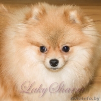 Померанский карликовый шпиц. Породные малыши от питомника "Лаки Шарм"  - Изображение #3, Объявление #847998