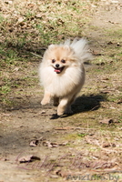 Померанский карликовый шпиц. Породные малыши от питомника "Лаки Шарм"  - Изображение #7, Объявление #847998