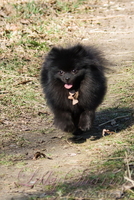 Померанский карликовый шпиц. Породные малыши от питомника "Лаки Шарм"  - Изображение #8, Объявление #847998