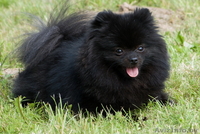 Померанский карликовый шпиц. Породные малыши от питомника "Лаки Шарм"  - Изображение #6, Объявление #847998