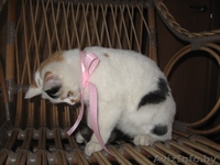 Милая кошечка в дар - Изображение #2, Объявление #1189892