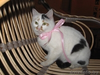 Милая кошечка в дар - Изображение #3, Объявление #1189892