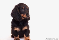 Щенки длинношерстной таксы - Изображение #3, Объявление #1189949