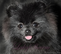 Померанский карликовый шпиц. Породные малыши от питомника "Лаки Шарм"  - Изображение #5, Объявление #847998