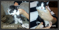 котята бесплатно - Изображение #1, Объявление #1189312