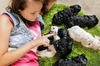 Американского кокер спаниеля. Очаровательные щенки. - Изображение #1, Объявление #1206943