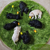 Американского кокер спаниеля. Очаровательные щенки. - Изображение #4, Объявление #1206943