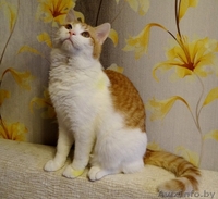 ласковый котик подросток   ищет дом - Изображение #3, Объявление #1199086