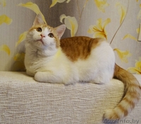 ласковый котик подросток   ищет дом - Изображение #4, Объявление #1199086