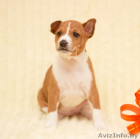 Рыже-белая девочка басенджи - Изображение #1, Объявление #1207061