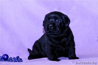 Черные щенки лабрадора - Изображение #1, Объявление #1199341
