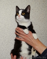 котенок Мика в дар - Изображение #1, Объявление #1199187