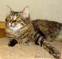 кошечка подросток Кеша  в дар - Изображение #2, Объявление #1199212