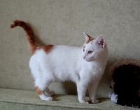 котик Лимончик в дар - Изображение #2, Объявление #1199210