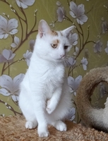 котик Лимончик в дар - Изображение #3, Объявление #1199210