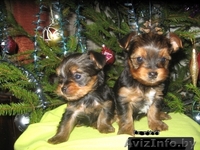 Йорширский терьер Девочка Красавица - Изображение #3, Объявление #1204287