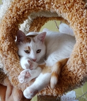 котик Лимончик в дар - Изображение #5, Объявление #1199210