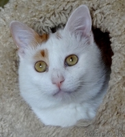 котик Лимончик в дар - Изображение #4, Объявление #1199210