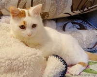 котик Лимончик в дар - Изображение #7, Объявление #1199210