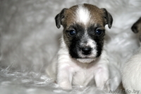 Очаровательные щенки Джек рассел терьера - Изображение #1, Объявление #1199264