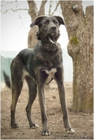 Джесси - настоящая леди!) - Изображение #10, Объявление #1210181