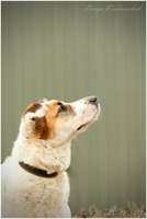 Добрый и умный пёс Тимошка - Изображение #6, Объявление #1209564