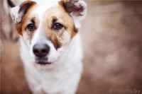 Добрый и умный пёс Тимошка - Изображение #2, Объявление #1209564