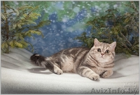 Шотландский ШОУ-котик - Изображение #1, Объявление #1206489