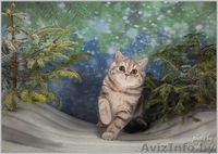 Шотландский ШОУ-котик - Изображение #3, Объявление #1206489