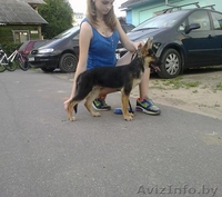 Предлагаю услуги хендлера - Изображение #2, Объявление #1202150