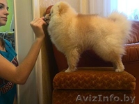 Предлагаю услуги хендлера - Изображение #4, Объявление #1202150