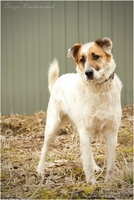 Добрый и умный пёс Тимошка - Изображение #5, Объявление #1209564