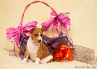 Рыже-белая девочка басенджи - Изображение #2, Объявление #1207061