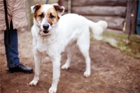 Добрый и умный пёс Тимошка - Изображение #7, Объявление #1209564