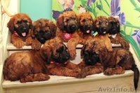 Продам плановых щенков Бриара. Французская овчарка - Изображение #1, Объявление #1226789