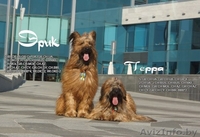 Продам плановых щенков Бриара. Французская овчарка - Изображение #2, Объявление #1226789