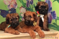 Продам плановых щенков Бриара. Французская овчарка - Изображение #3, Объявление #1226789