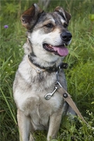 В ДАР чудесная собака с уравновешенным характером - Муха - Изображение #3, Объявление #1213072