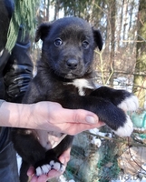 щеночки мальчики в дар! - Изображение #5, Объявление #1220883